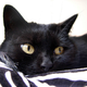Image for article titled Why House Cats Generally Don't Care (About You)